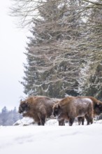 European bison (Bison bonasus) or Wisent standing on a meadow next to the forest in winter, snow,