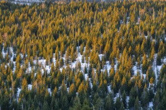 Norway spruce (Picea abies) trees and dead tree trunks from an aerial perspective at sunrise in