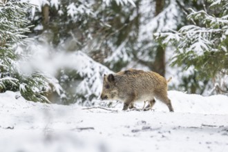 Wild boar (Sus scrofa) walking in a forest in winter, snow, Bavaria, Germany