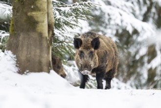 Wild boar (Sus scrofa) standing in a forest in winter, snow, Bavaria, Germany
