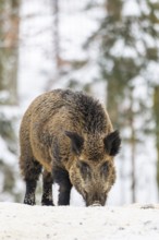 Wild boar (Sus scrofa) standing in a forest in winter, snow, Bavaria, Germany