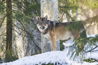 European gray wolf (Canis lupus lupus) standing in a forest in winter, snow, Bavaria, Germany