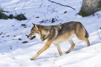 European gray wolf (Canis lupus lupus) walking in a forest in winter, snow, Bavaria, Germany