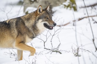European gray wolf (Canis lupus lupus) walking in a forest in winter, snow, Bavaria, Germany