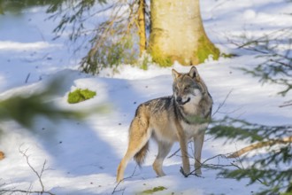 European gray wolf (Canis lupus lupus) standing in a forest in winter, snow, Bavaria, Germany