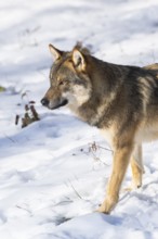 European gray wolf (Canis lupus lupus) standing in a forest in winter, snow, Bavaria, Germany