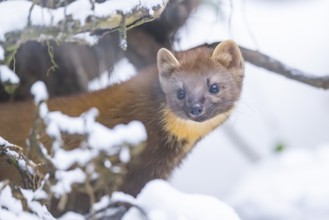European pine marten (Martes martes) standing in the snow in winter, National Park Bavarian Forest,