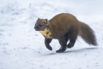European pine marten (Martes martes) running in the snow in winter, National Park Bavarian Forest,