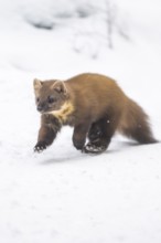 European pine marten (Martes martes) running in the snow in winter, National Park Bavarian Forest,