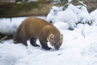 European pine marten (Martes martes) standing in the snow in winter, National Park Bavarian Forest,