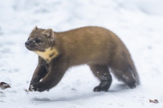 European pine marten (Martes martes) running in the snow in winter, National Park Bavarian Forest,