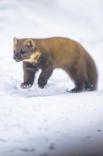 European pine marten (Martes martes) running in the snow in winter, National Park Bavarian Forest,