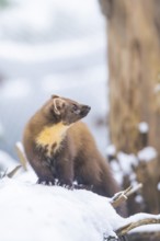 European pine marten (Martes martes) standing in the snow in winter, National Park Bavarian Forest,
