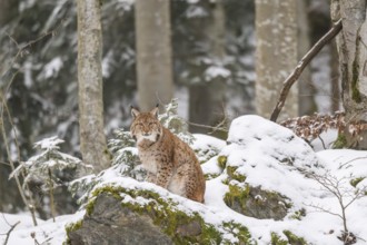Eurasian lynx (Lynx lynx) sitting in a forest in winter, snow, Bavaria, Germany