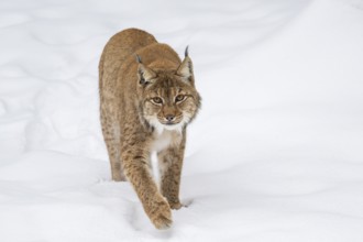 Eurasian lynx (Lynx lynx) walking in a forest in winter, snow, Bavaria, Germany