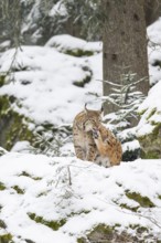 Eurasian lynx (Lynx lynx) sitting in a forest in winter, snow, Bavaria, Germany