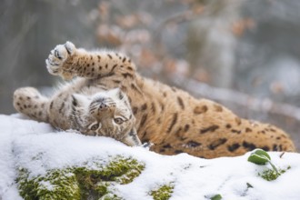 Eurasian lynx (Lynx lynx) lying in a forest in winter, snow, Bavaria, Germany