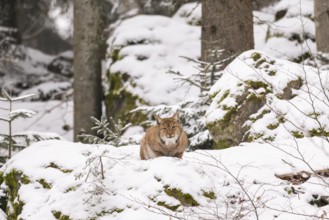 Eurasian lynx (Lynx lynx) lying in a forest in winter, snow, Bavaria, Germany