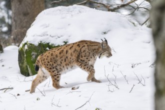 Eurasian lynx (Lynx lynx) walking in a forest in winter, snow, Bavaria, Germany