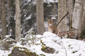 Eurasian lynx (Lynx lynx) sitting in a forest in winter, snow, Bavaria, Germany