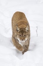 Eurasian lynx (Lynx lynx) walking in a forest in winter, snow, Bavaria, Germany