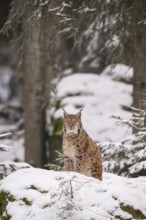 Eurasian lynx (Lynx lynx) sitting in a forest in winter, snow, Bavaria, Germany