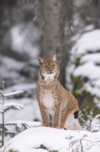 Eurasian lynx (Lynx lynx) standing in a forest in winter, snow, Bavaria, Germany
