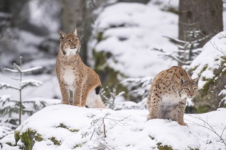 Eurasian lynx (Lynx lynx) standing in a forest in winter, snow, Bavaria, Germany