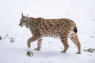 Eurasian lynx (Lynx lynx) walking in a forest in winter, snow, Bavaria, Germany