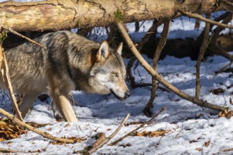 European gray wolf (Canis lupus lupus) walking in a forest in winter, snow, Bavaria, Germany