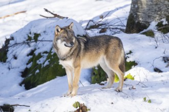 European gray wolf (Canis lupus lupus) standing in a forest in winter, snow, Bavaria, Germany