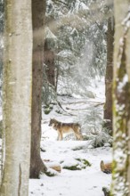 European gray wolf (Canis lupus lupus) standing in a forest in winter, snow, Bavaria, Germany
