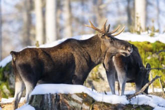 European elk (Alces alces) in a forest in winter, portrait, snow, Bavaria, Germany