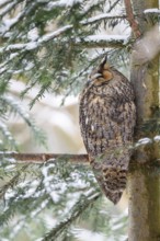 Long-eared owl (Asio otus) sitting on a branch in winter, National Park Bavarian Forest, Bavaria,