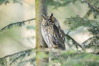 Long-eared owl (Asio otus) sitting on a branch in winter, National Park Bavarian Forest, Bavaria,