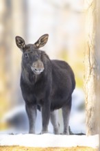 European elk (Alces alces) in a forest in winter, portrait, snow, Bavaria, Germany