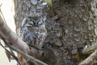 Great Horned Owl (Aegolius funereus) sitting on a branch in winter, National Park Bavarian Forest,