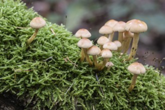 Sulphur Tuft (Hypholoma fasciculare), Emsland, Lower Saxony, Germany