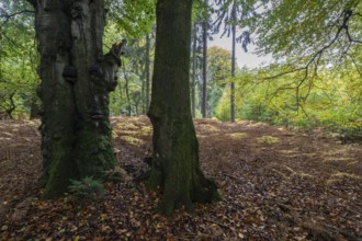 Old red beech (Fagus sylvatica) and eagle fern (Pteridium aquilinum), Emsland, Lower Saxony,