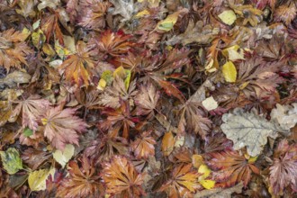 Falllaub, Emsland, Lower Saxony, Germany