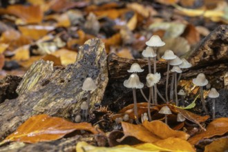Helmlinge (Mycena), Emsland, Lower Saxony, Germany