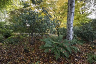 Fern (Polystichum), Birch (Betula pendula), Rhododendron (Rhododendron) and Japanese Maple (Acer