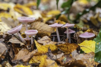 Dwarf paint funnels (Laccaria tortilis), Emsland, Lower Saxony, Germany