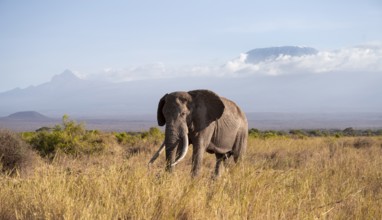 African elephant (Loxodonta africana) in picturesque landscape with the summit of Mount