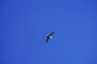 A replica of a Messerschmitt Me 163, a so-called powerhouse, during a flight demonstration at the