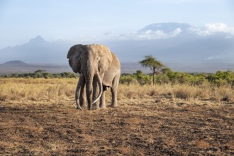 African elephant (Loxodonta africana) in picturesque landscape with the summit of Mount