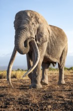 African elephant (Loxodonta africana), the famous Super Tusker elephant Craig, old male with long