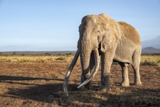 African elephant (Loxodonta africana), the famous Super Tusker elephant Craig, old male with long