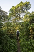 Tourist hiking trail through dense vegetation in tropical mountain rainforest, primeval forest,
