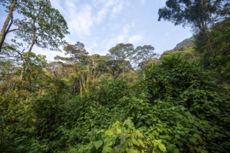 Dense vegetation in tropical mountain rain forest, primeval forest, Bwindi Impenetrable Forest,
